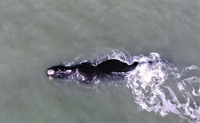 Primeira baleia franca da temporada é avistada